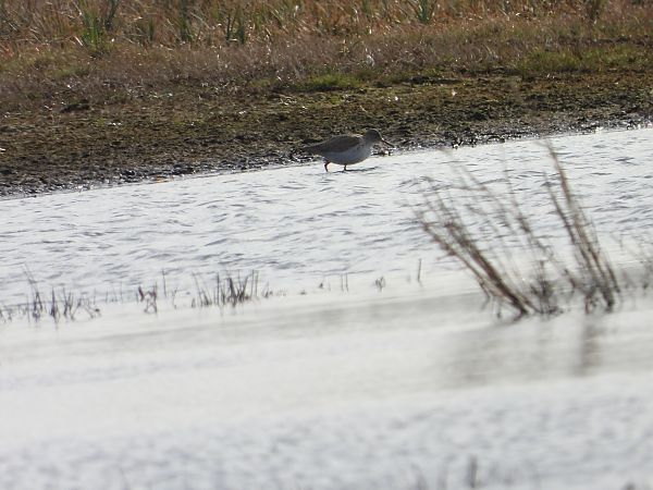 krwawodziób  - Sławomir Karpicki