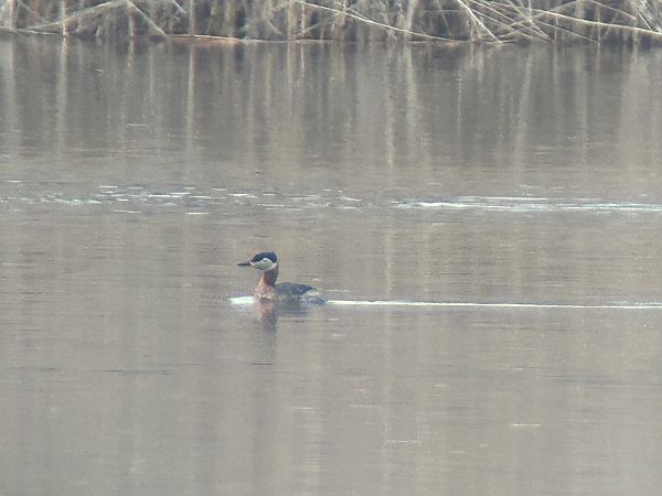 perkoz rdzawoszyi  - Sławomir Karpicki