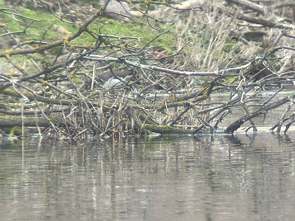 samotnik  - Sławomir Karpicki