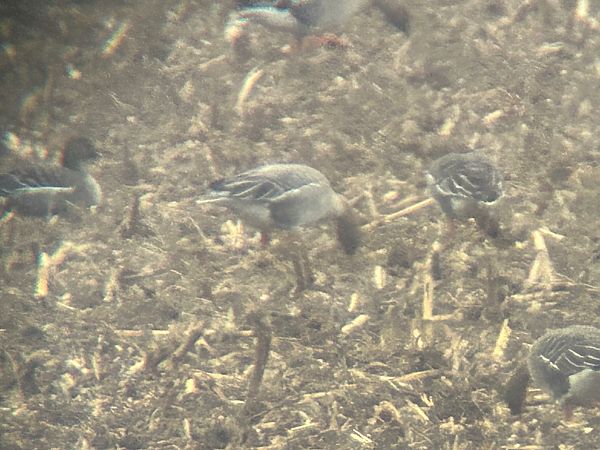 gęś krótkodzioba  - Sławomir Karpicki