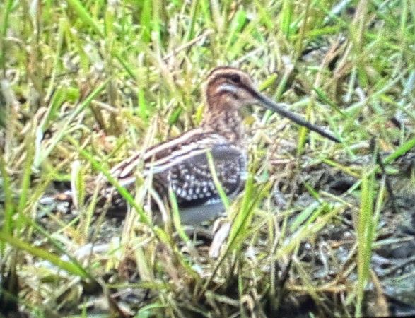 kszyk  - Sławomir Karpicki