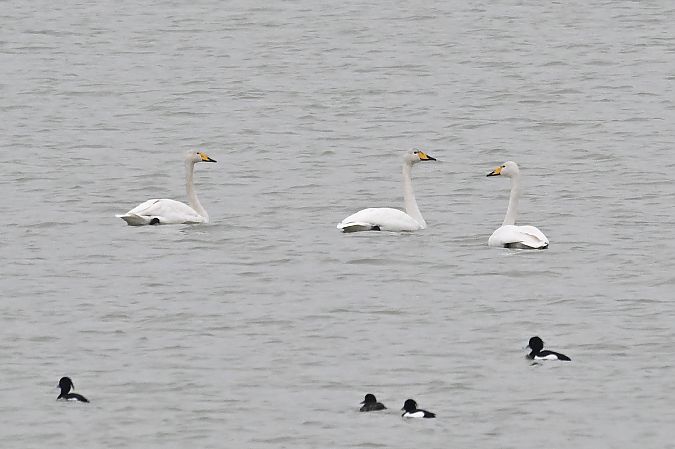 Cygne chanteur  - Daniel Stasiowski