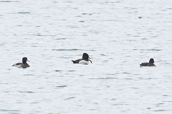 czerniczka  - Daniel Stasiowski