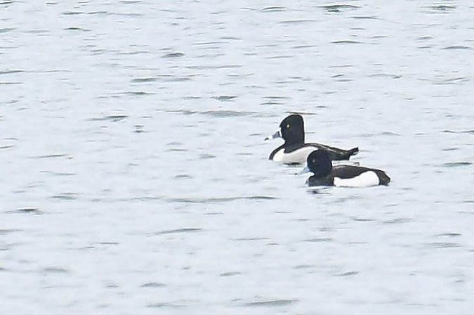 czerniczka  - Daniel Stasiowski