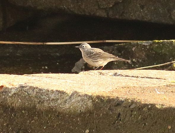 świergotek nadmorski  - Andrzej Szuksztul