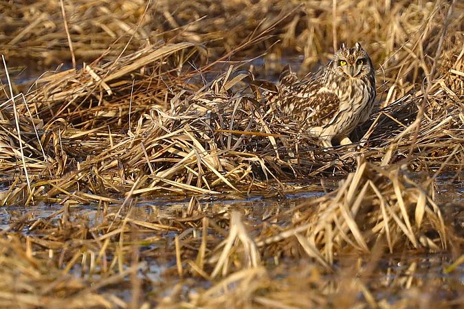 uszatka błotna  - Michał Białek