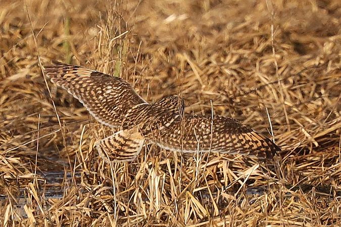 uszatka błotna  - Michał Białek