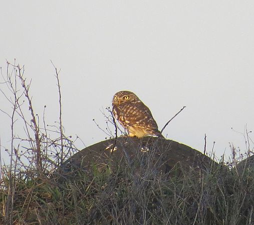 pójdźka  - Jerzy Mikołajczuk