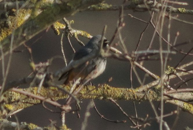 Hausrotschwanz  - Michał Polakowski