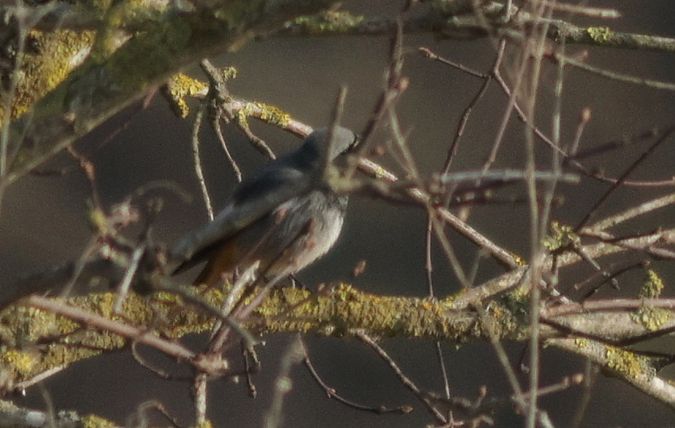 kopciuszek  - Michał Polakowski