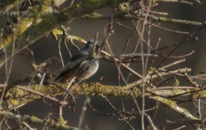 kopciuszek  - Michał Polakowski