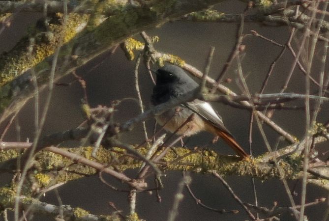 kopciuszek  - Michał Polakowski