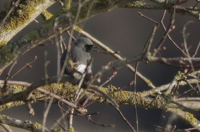 kopciuszek  - Michał Polakowski