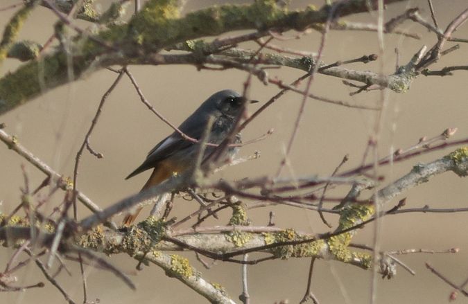 kopciuszek  - Michał Polakowski