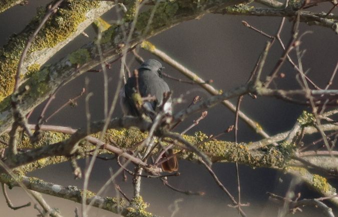 kopciuszek  - Michał Polakowski