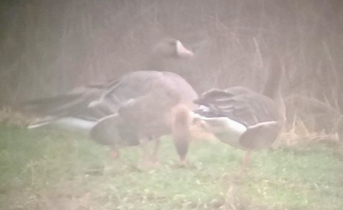 gęś krótkodzioba  - Michał Polakowski