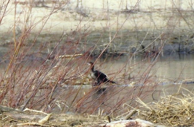 Pygmy Cormorant  - Magdalena Traciłowska