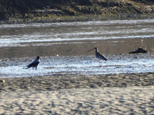 kulik wielki  - Magdalena Traciłowska