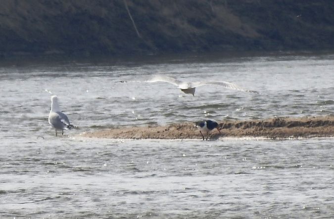 ostrygojad  - Magdalena Traciłowska