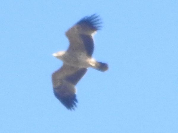 Kaiseradler  - Robert Wakulski
