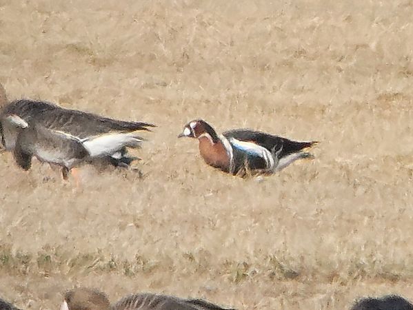 Rothalsgans  - Michał Rycak