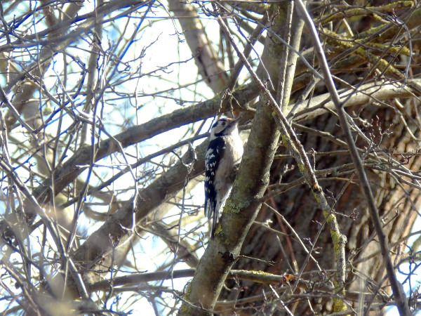 dzięciołek  - Andrzej Tarasiuk