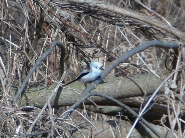 raniuszek  - Andrzej Tarasiuk