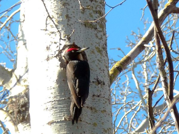 dzięcioł czarny  - Andrzej Tarasiuk