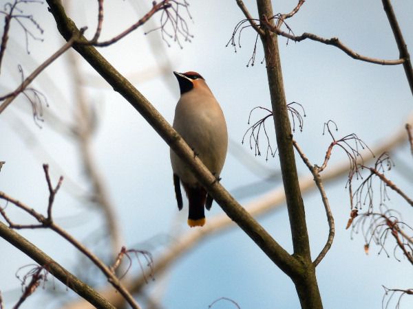 jemiołuszka  - Andrzej Tarasiuk