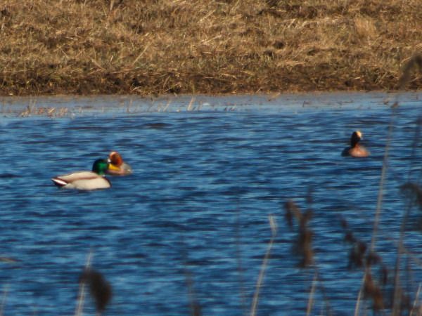 świstun  - Andrzej Tarasiuk