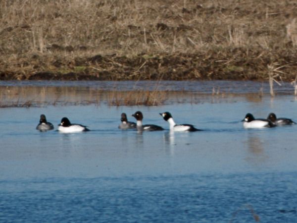 gągoł  - Andrzej Tarasiuk