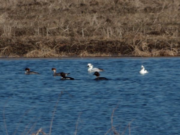 bielaczek  - Andrzej Tarasiuk
