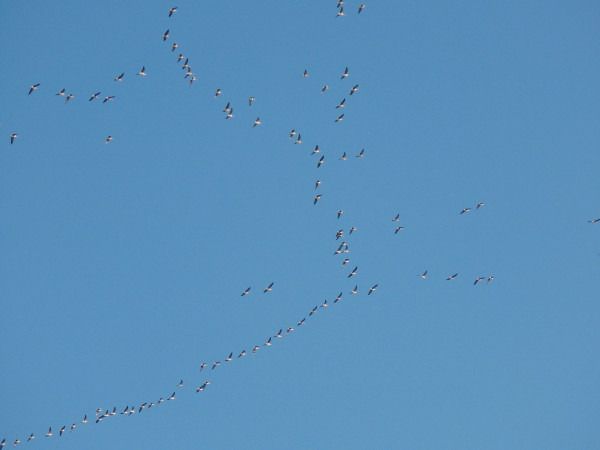 Anser-Gans, unbestimmt  - Andrzej Tarasiuk