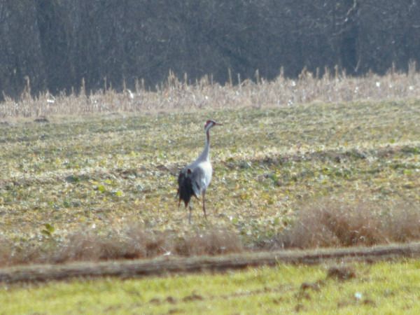 żuraw  - Andrzej Tarasiuk