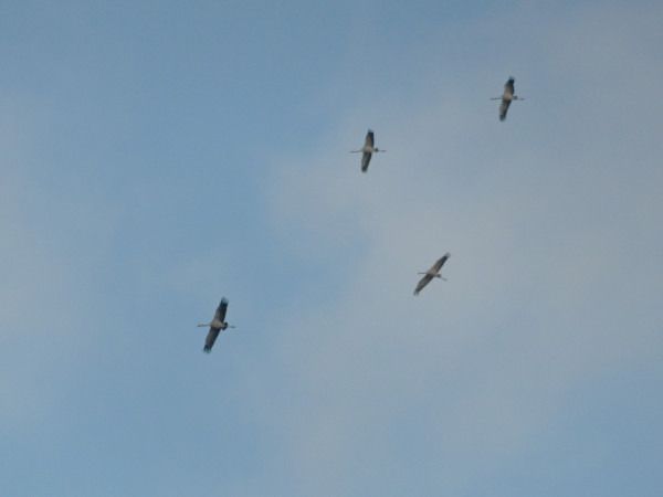 żuraw  - Andrzej Tarasiuk