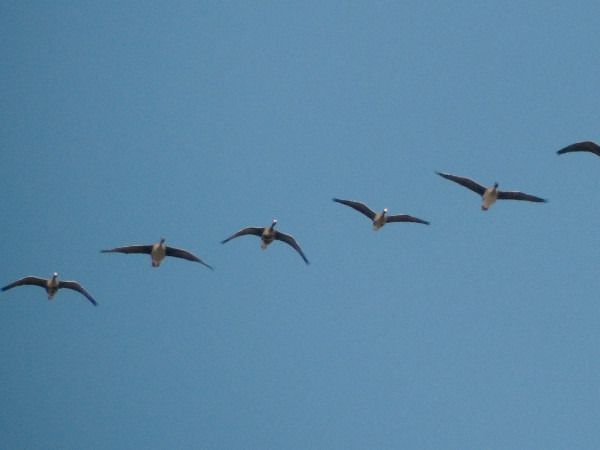 gęś białoczelna  - Andrzej Tarasiuk