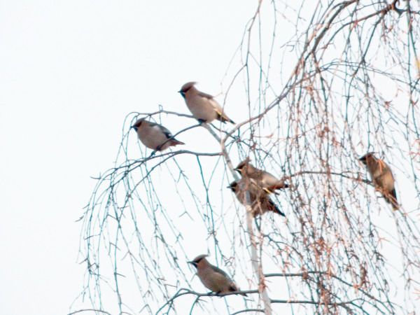 jemiołuszka  - Andrzej Tarasiuk