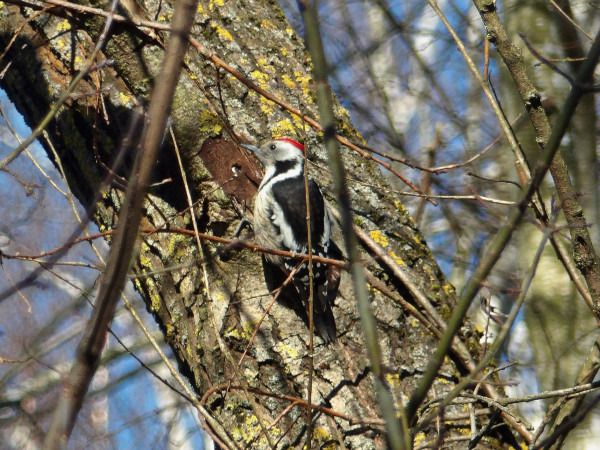 dzięcioł średni  - Andrzej Tarasiuk