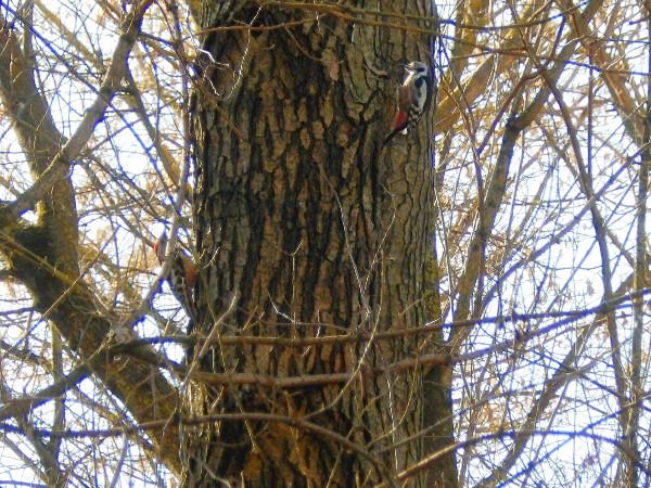 Mittelspecht  - Andrzej Tarasiuk