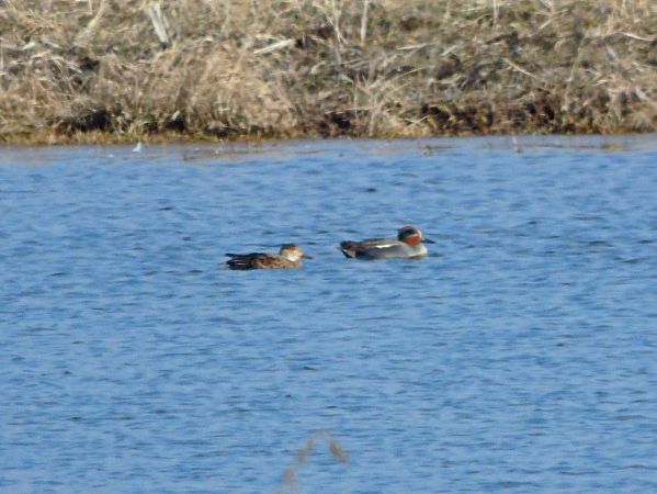 cyraneczka  - Andrzej Tarasiuk