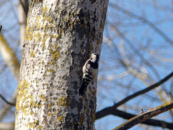dzięciołek  - Andrzej Tarasiuk