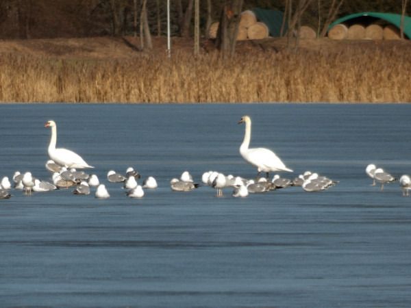 łabędź niemy  - Andrzej Tarasiuk