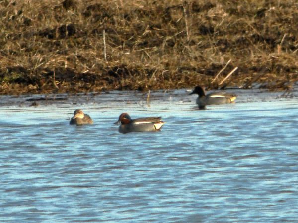 Krickente  - Andrzej Tarasiuk