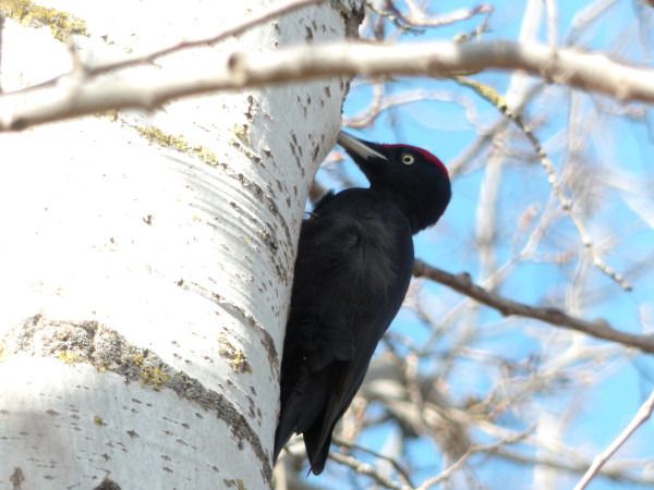dzięcioł czarny  - Andrzej Tarasiuk