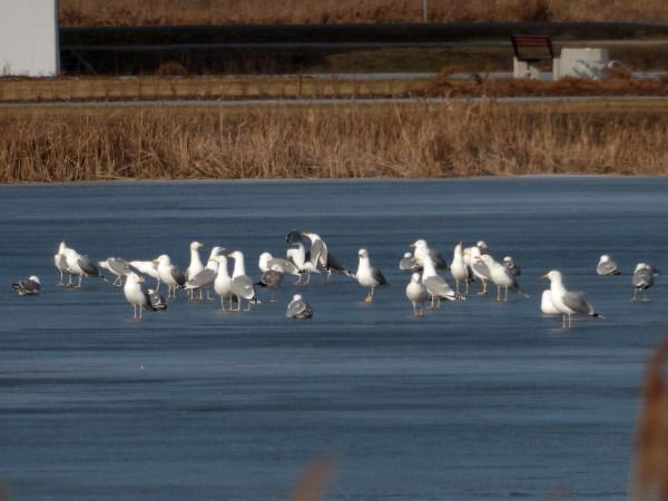 mewa białogłowa  - Andrzej Tarasiuk