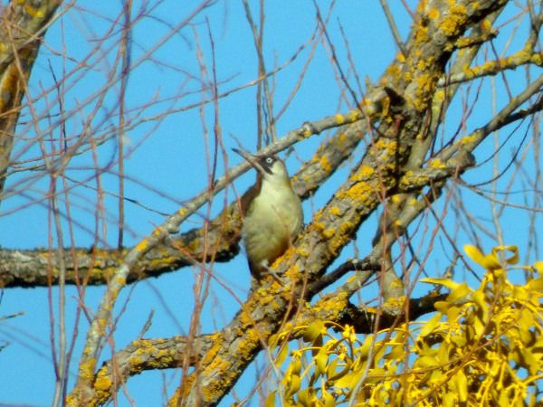 dzięcioł zielony  - Andrzej Tarasiuk
