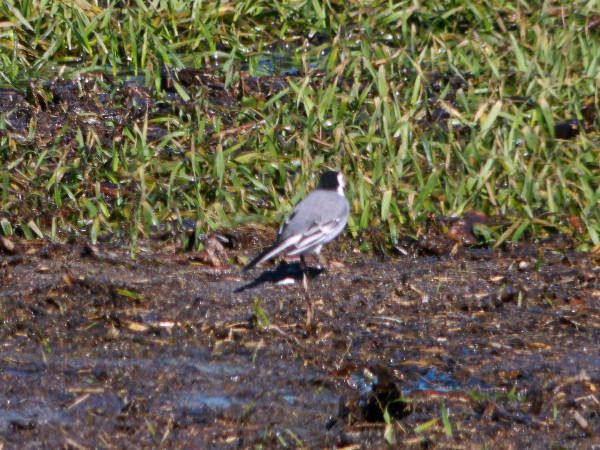 pliszka siwa  - Andrzej Tarasiuk