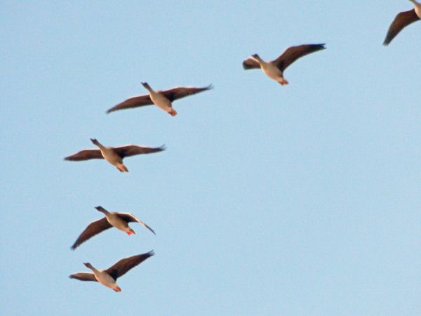 gęś zbożowa / tundrowa  - Andrzej Tarasiuk