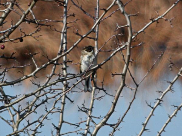 potrzos  - Andrzej Tarasiuk