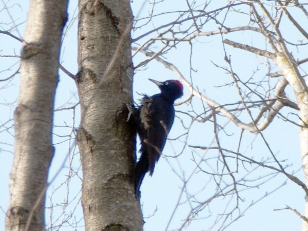 dzięcioł czarny  - Andrzej Tarasiuk